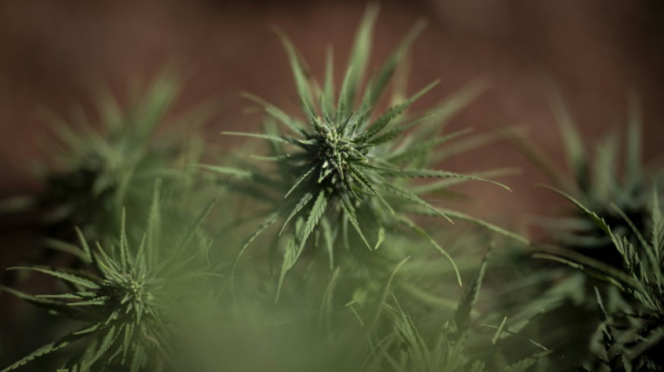 Le flou r&egrave;gne sur l'avenir du cannabis m&eacute;dical en France