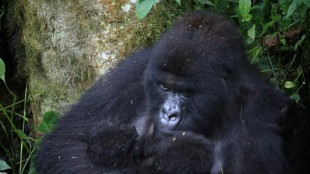 Rare mountain gorilla twins born in DR Congo: park authorities