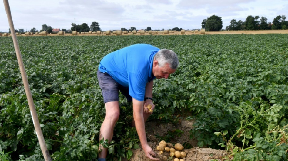 S&eacute;cheresse: dans le Nord, "restrictions in&eacute;dites" et pommes de terre assoiff&eacute;es