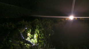 Face &agrave; la chaleur, les vendanges de nuit gagnent du terrain dans le sud du Portugal