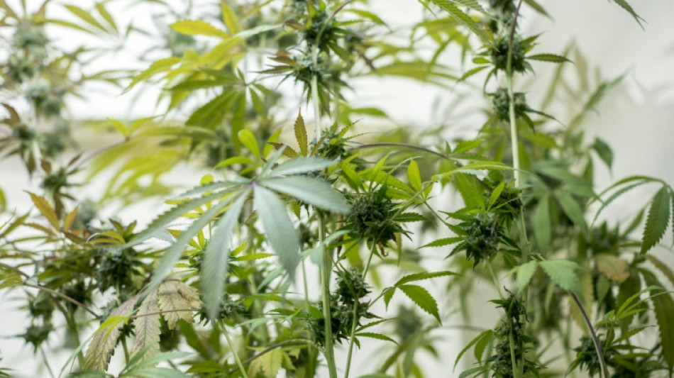 Angeblicher Sportunfall f&uuml;hrt Polizei zu Cannabisplantagen und Schwarzpulver