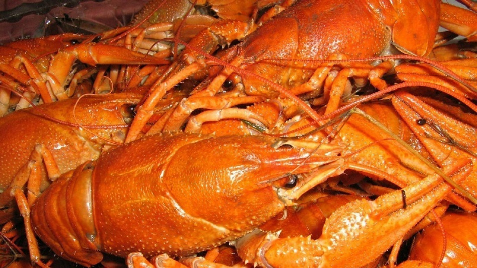 Nuova prova che le aragoste provano dolore, rispondono ai farmaci