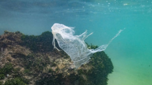 Une dose infime de plastique peut tuer la faune marine, alerte une étude