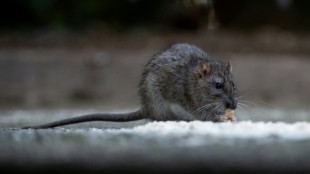 La pr&eacute;vention de pand&eacute;mies d'origine animale est "sous-financ&eacute;e", alerte l'OMSA