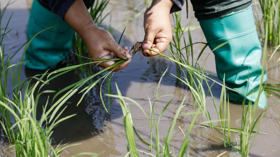 Scoperto un gene del riso che aumenta la produttivit&agrave; con meno fertilizzanti