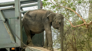 Sri Lanka: six éléphanteaux, recueillis dans un centre, rendus à la vie sauvage