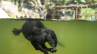 Fischotter d&uuml;rfen in Bayern auch ausnahmsweise nicht mehr get&ouml;tet werden