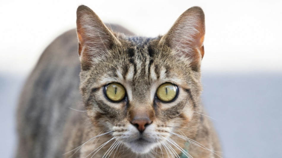 Sp&auml;ter als gedacht: Hauskatze erreichte Europa erst vor 2000 Jahren