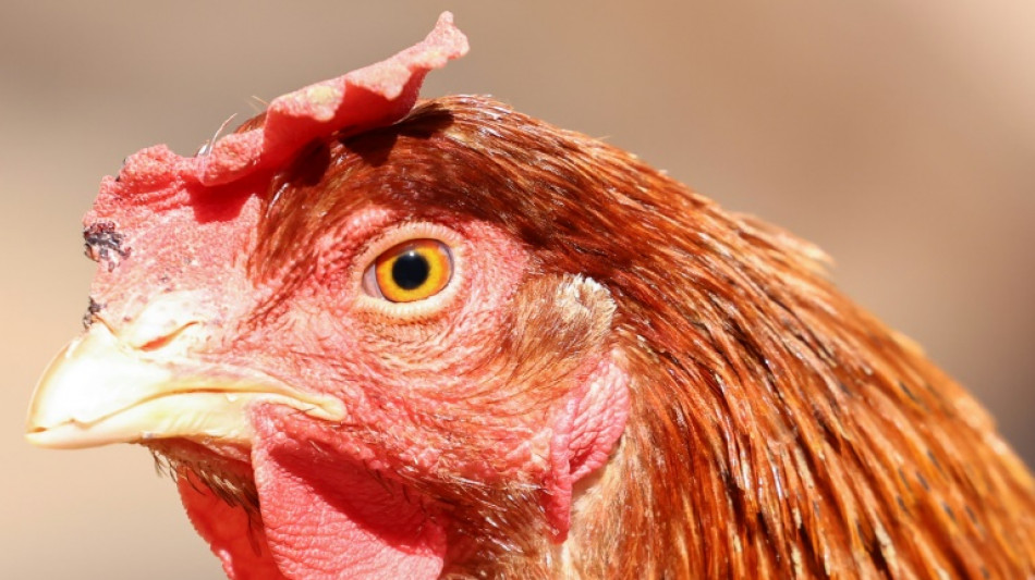 US urged to do more to fight bird flu after first death