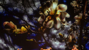 I Momix in Italia, Pendleton 'Botanica 2, metamorfosi continua'