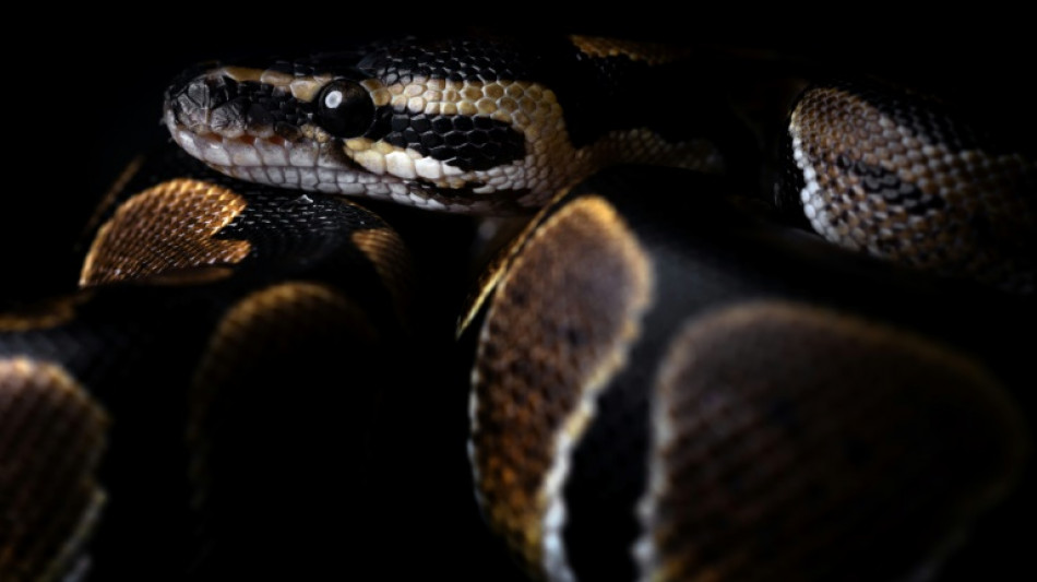 Würgeschlange auf Jugendcampingplatz in hessischem Michelstadt entdeckt