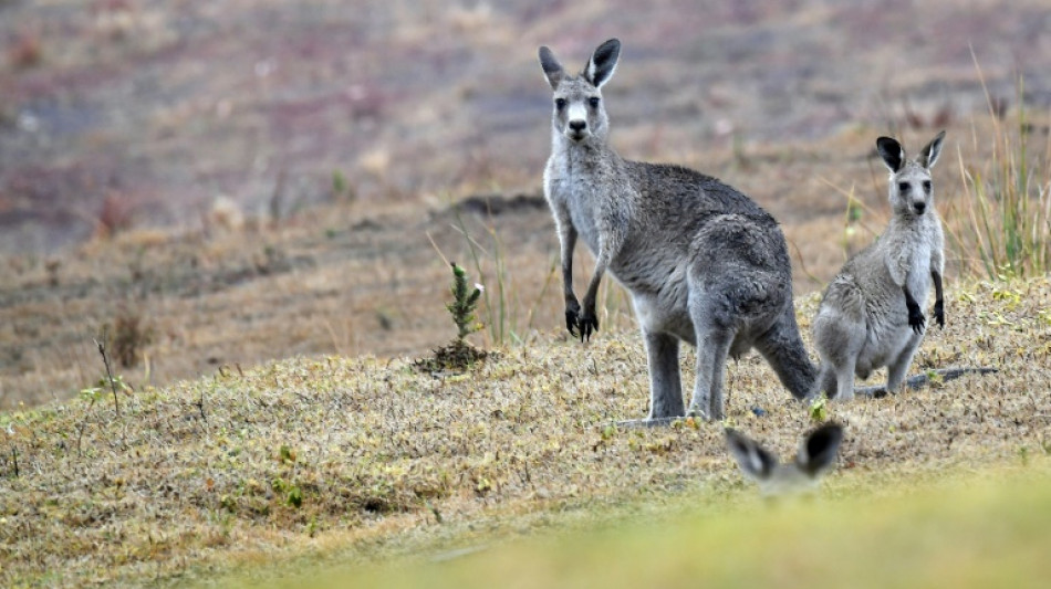 Ungew&ouml;hnliche Sichtung in n&ouml;rdlichem Saarland: Polizei sucht nach K&auml;nguru