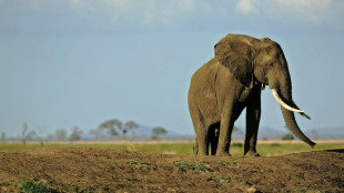 Elephant kills Maasai man in Tanzania's Ngorongoro