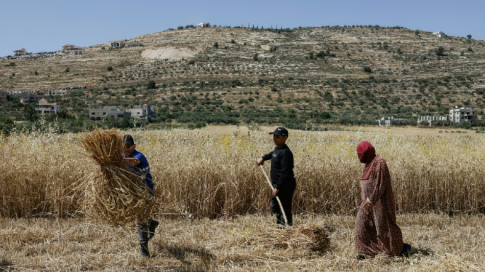 La violencia de los colonos israel&iacute;es golpea el campo palestino en Cisjordania
