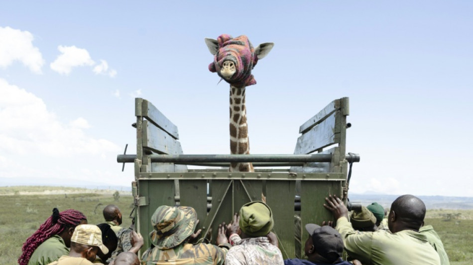 D&eacute;placer les animaux sauvages, dernier recours face &agrave; la d&eacute;gradation de leur habitat au Kenya