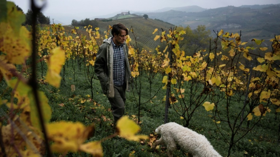 La truffe blanche, l'or d'Italie menac&eacute; par les ravages du climat
