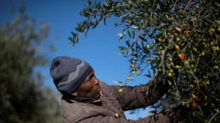 Sud&aacute;frica se posiciona en producci&oacute;n de aceite de oliva de alta calidad