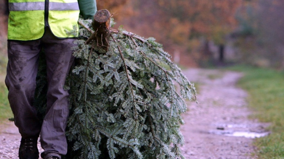 Unbekannte Diebe stehlen in Baden-W&uuml;rttemberg 50 Tannenb&auml;ume
