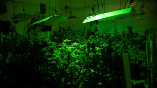 Cannabis: le HHC interdit en France, annonce l'Agence du médicament