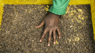 Kenyan farmers turn to bugs as organic demand grows