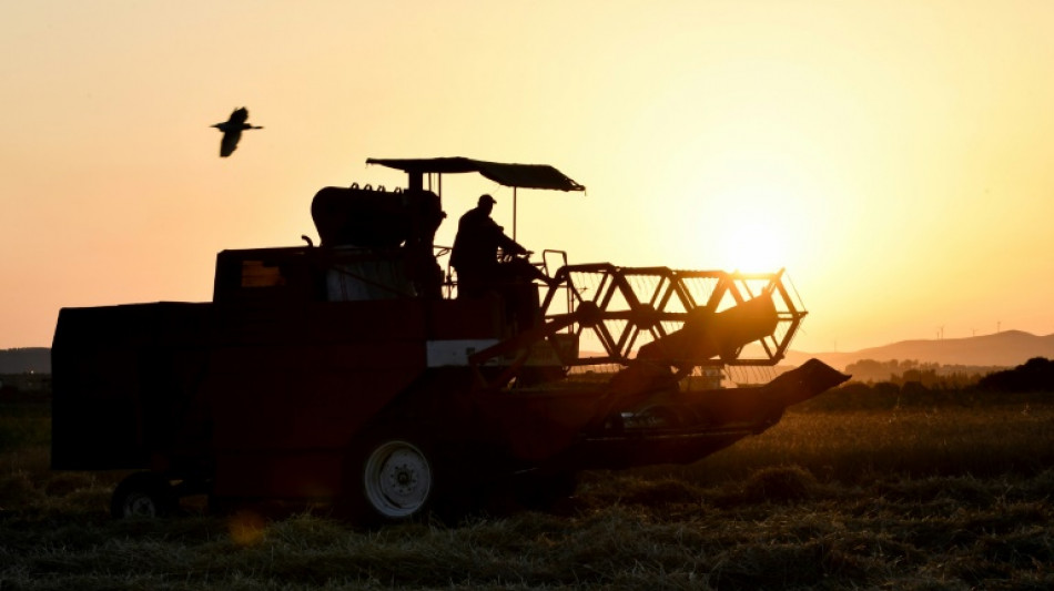 El trigo, un cereal indispensable y arma diplom&aacute;tica clave en la crisis alimentaria