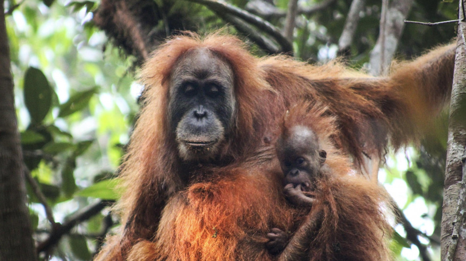 Sumatra, piogge torrenziali hanno ucciso almeno 58 degli oranghi pi&ugrave; rari al mondo