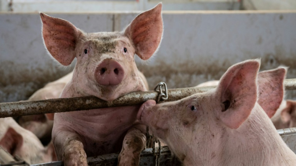 Tier- und Umweltschützer begrüßen Özdemirs Initiative für mehr Tierwohl