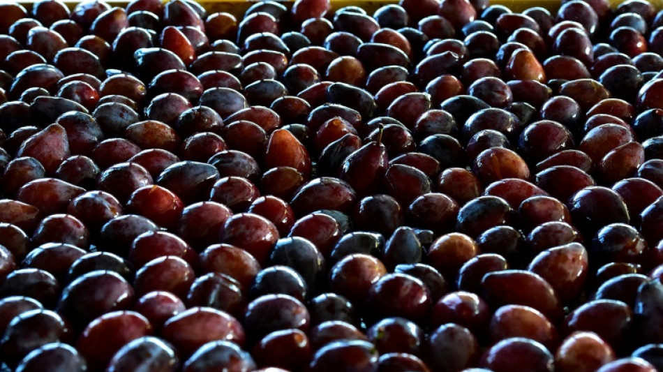 Baden-W&uuml;rttemberg: Hunderte Kilogramm Zwetschgen gestohlen - acht B&auml;ume abgeerntet
