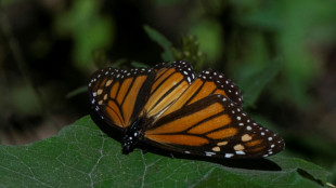 Zona ocupada por mariposas monarcas en M&eacute;xico tras migrar desde Canad&aacute; cae 59,3%