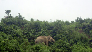 Le Bangladesh interdit l'adoption d'&eacute;l&eacute;phants sauvages