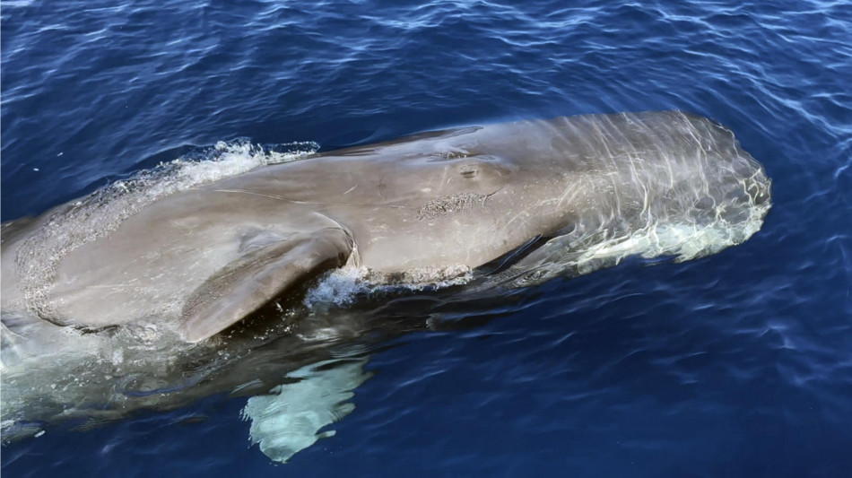 Dai droni la prova di un virus pericoloso per le balene nell'Artico