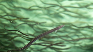 Wildlife trade body rejects new eel protections