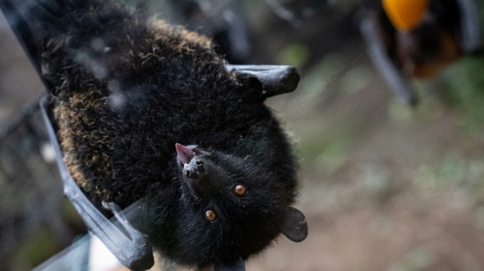 Première naissance en captivité d'une chauve-souris géante des
Comores en France