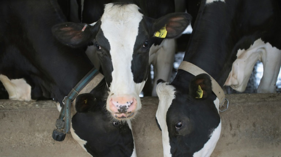 La industria c&aacute;rnica y lechera de Estados Unidos necesita migrantes