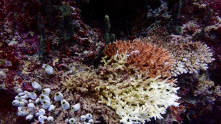 Les récifs coralliens ont franchi un "point de basculement" climatique