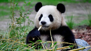 China enviar&aacute; una nueva pareja de pandas a EEUU