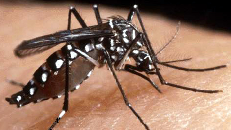 Iss, da inizio anno 68 casi di dengue e 22 di chikungunya