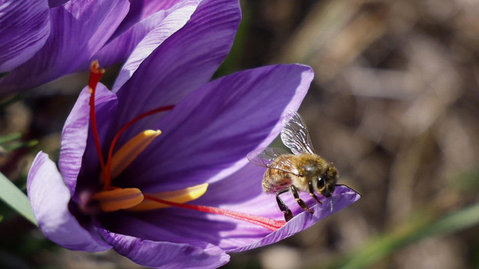 Scoperta in Australia 'Lucifero', nuova specie ape con le corna