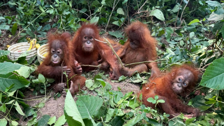 Indonesia seeks to bring back baby orangutans allegedly trafficked to India