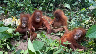 Indonesia seeks to bring back baby orangutans allegedly trafficked to India