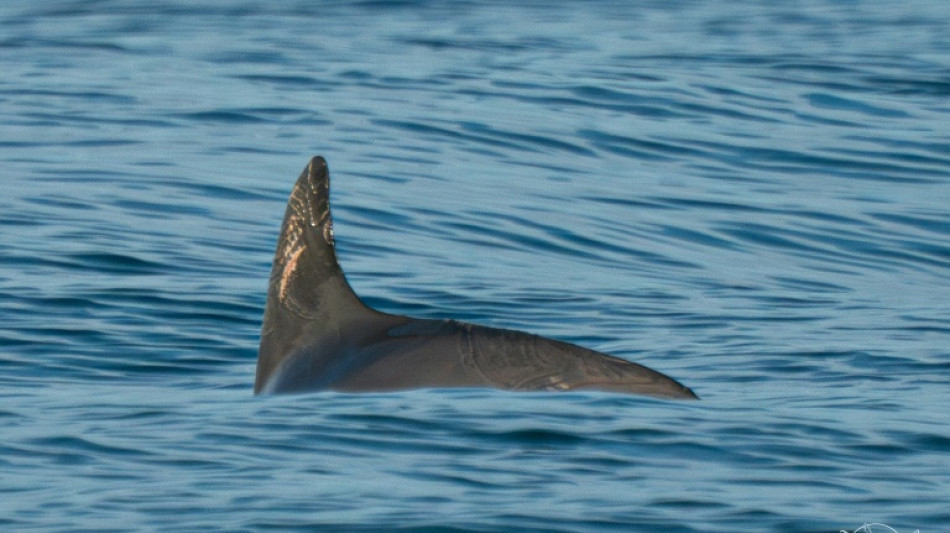 Detectan en México una decena de vaquitas marinas, especie en peligro de extinción