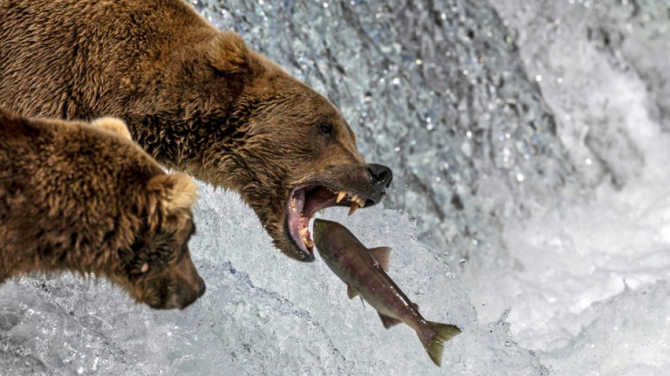 Campeón de peso: La Semana del Oso Gordo en Alaska corona a su vencedor