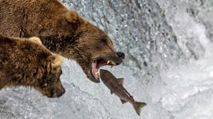 Campeón de peso: La Semana del Oso Gordo en Alaska corona a su vencedor