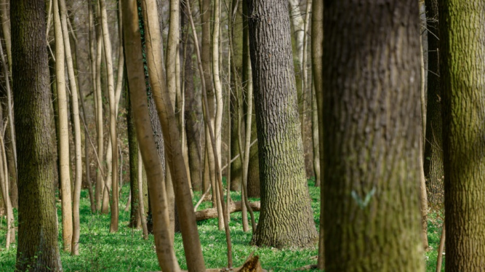 Mit allen Sinnen: Auch virtuelles Waldbaden hilft bei Stressabbau