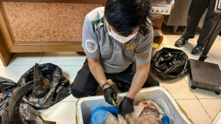 Tha&iuml;lande: des cornes de rhinoc&eacute;ros dissimul&eacute;es dans de la viande