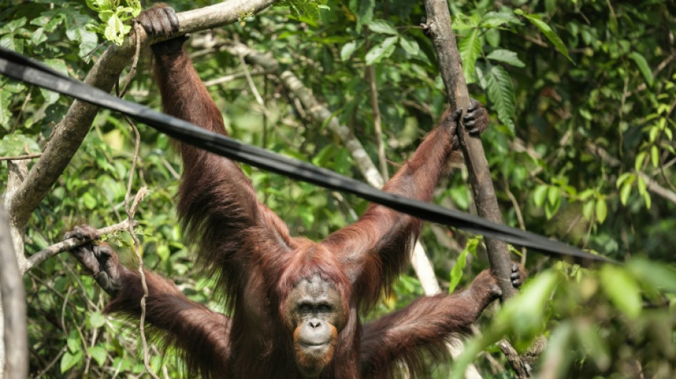 Indonesia rescata a una orangutana y a su cr&iacute;a en la isla de Borneo
